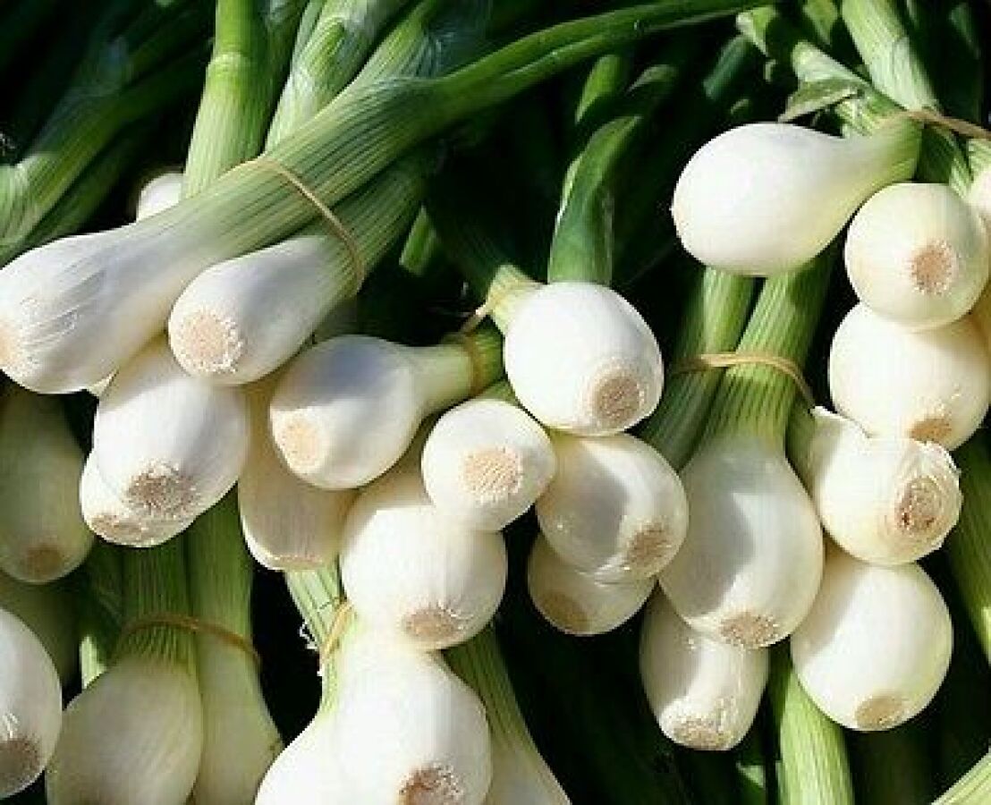 Légumes - Oignons Cebettes