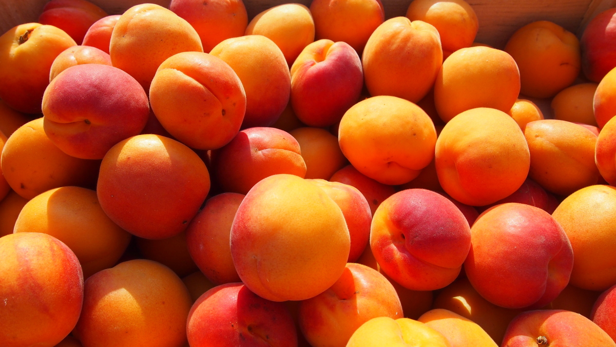 Fruits - Abricots