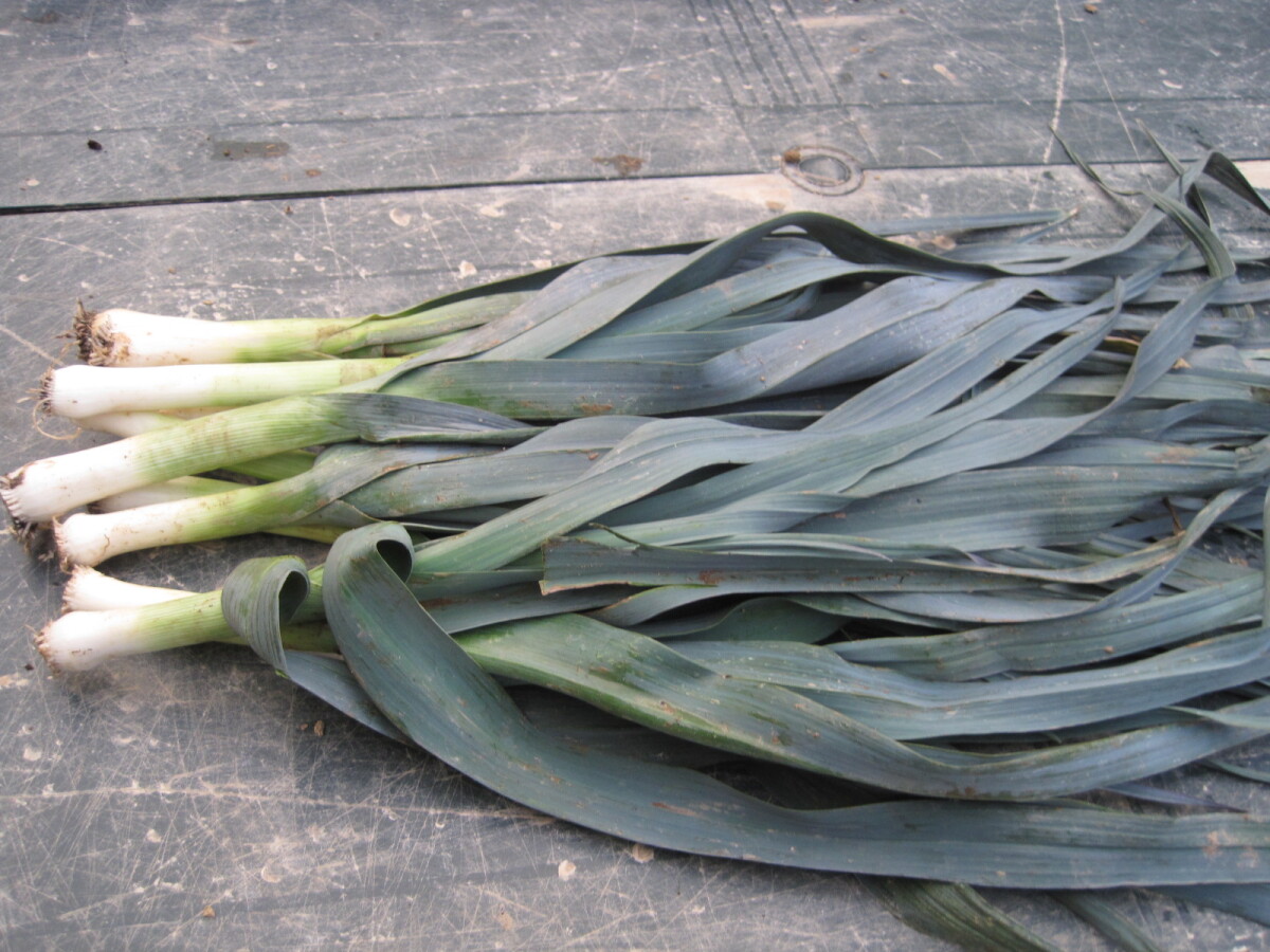 Légumes - Botte De 10 Poireaux