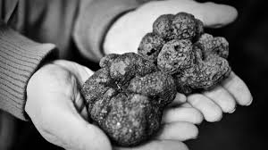 Verrines De Truffe Stérilisée 12.5g - Truffes Noires Fraîches Tuber Mélanosporum
