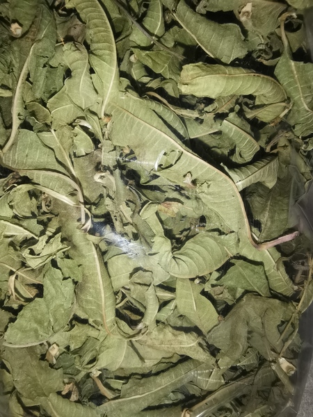 Plantes - Verveine